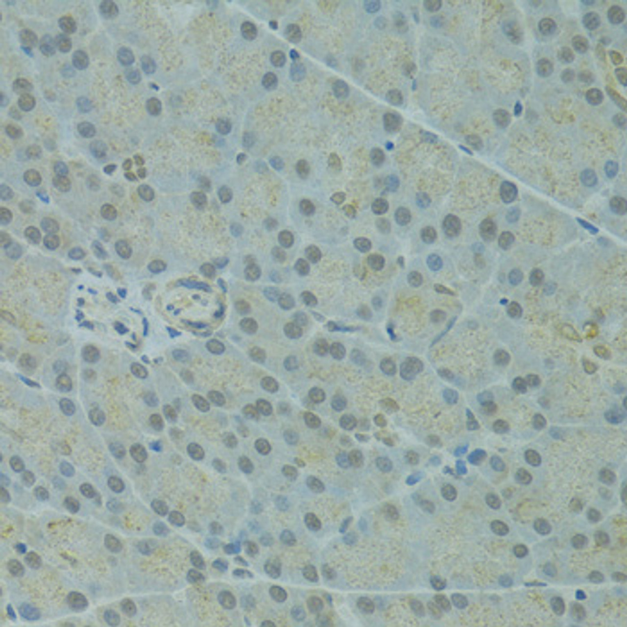 Immunohistochemistry of paraffin-embedded Rat pancreas using IVNS1ABP Polyclonal Antibody at dilution of  1:100 (40x lens).