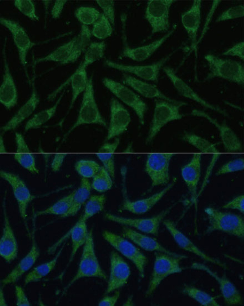 Immunofluorescence analysis of L929 cells using PHB2 Polyclonal Antibody at dilution of  1:100 (40x lens). Blue: DAPI for nuclear staining.