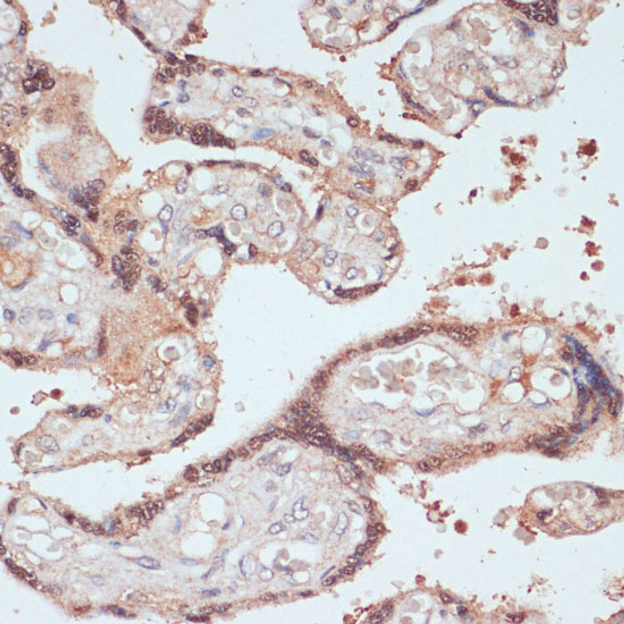 Immunohistochemistry of paraffin-embedded Human placenta using MYCBP Polyclonal Antibody at dilution of  1:100 (40x lens).