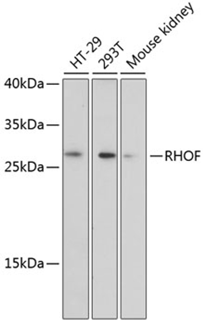 Western blot analysis of extracts of various cell lines using RHOF Polyclonal Antibody at dilution of 1:3000.