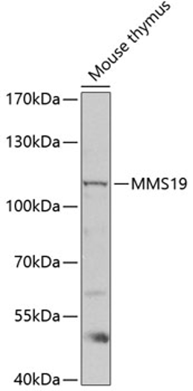 Western blot analysis of extracts of Mouse thymus using MMS19 Polyclonal Antibody at dilution of 1:1000.