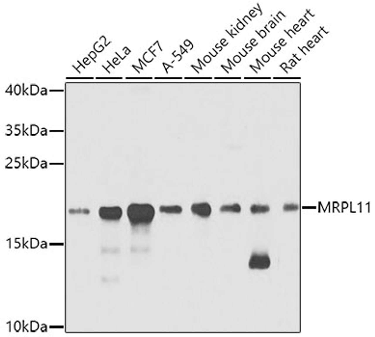 Western blot analysis of extracts of various cell lines using MRPL11 Polyclonal Antibody at dilution of 1:1000.