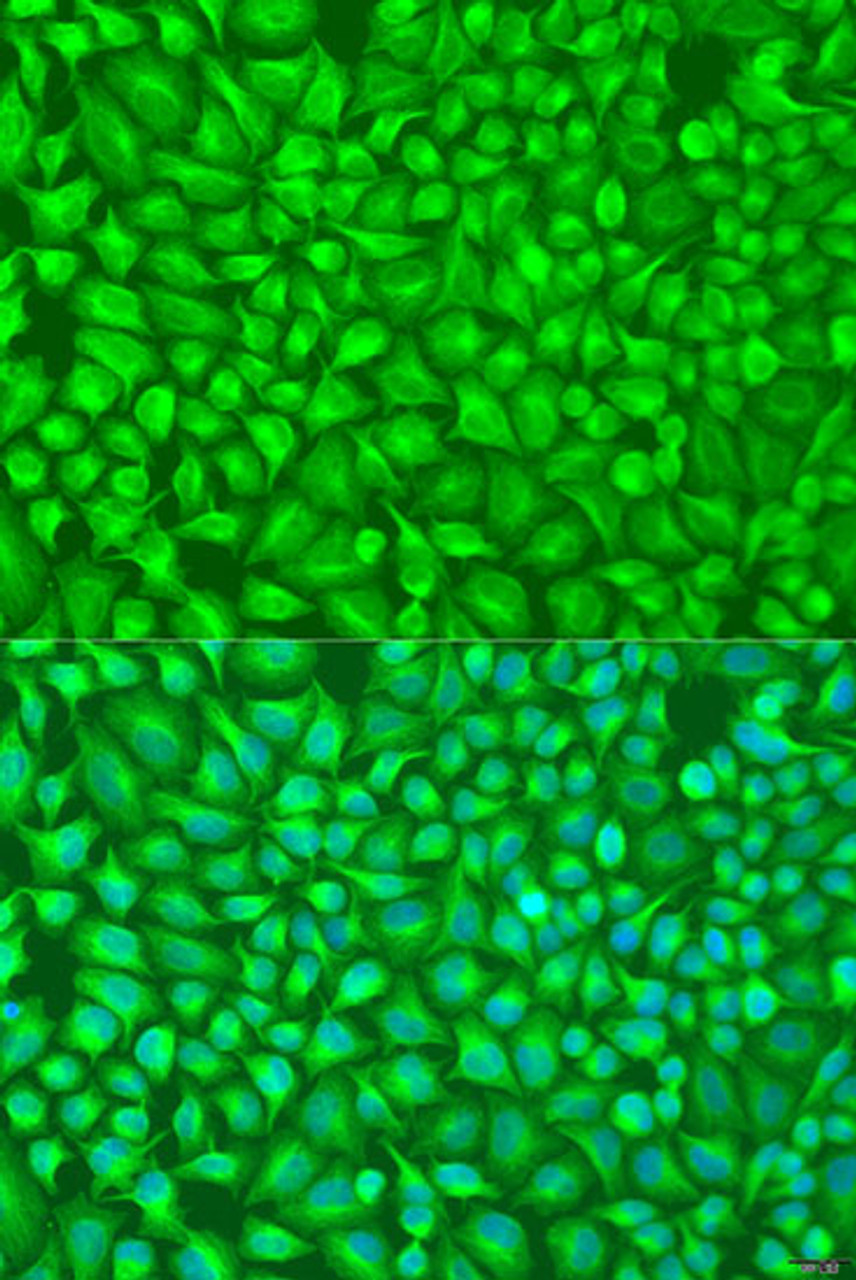 Immunofluorescence analysis of U2OS cells using GFM1 Polyclonal Antibody at dilution of  1:100. Blue: DAPI for nuclear staining.