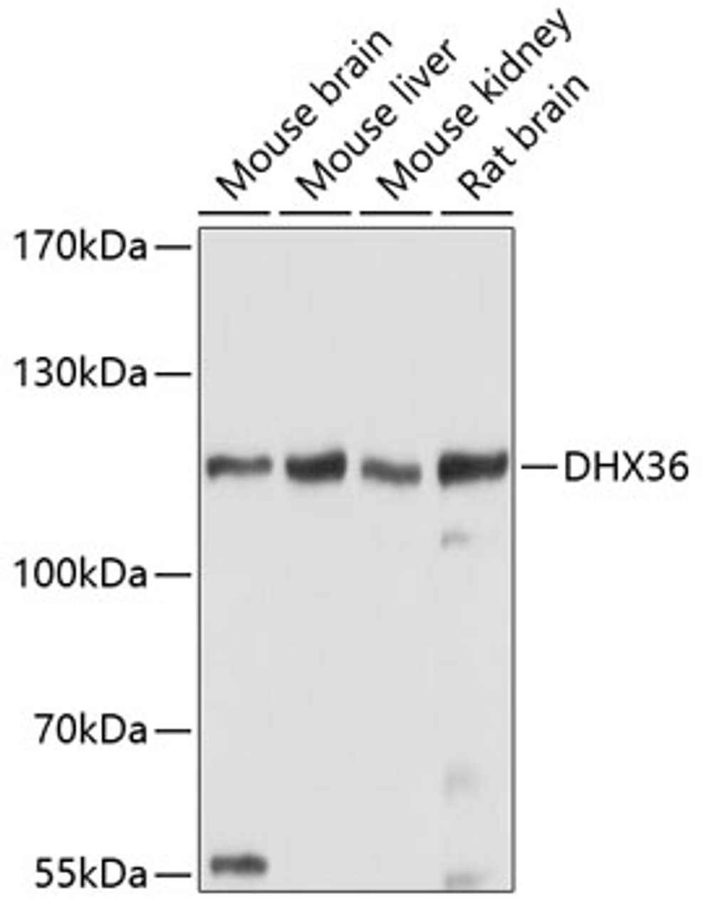 Western blot analysis of extracts of various cell lines using DHX36 Polyclonal Antibody at dilution of 1:1000.