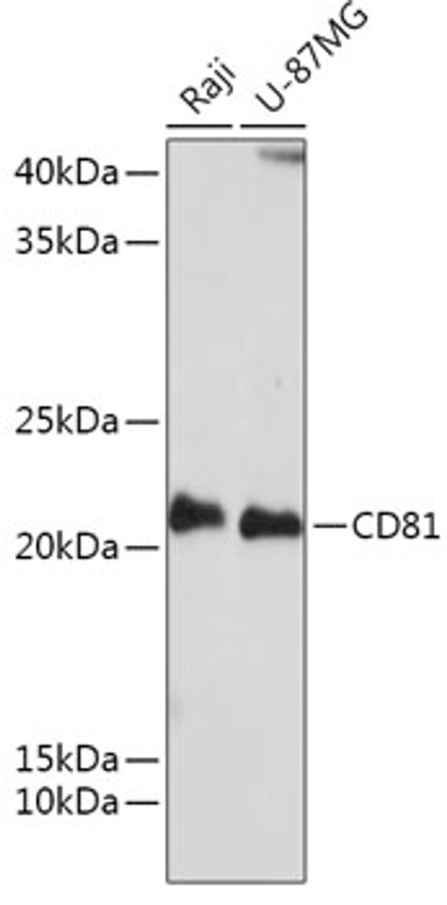 Western blot analysis of extracts of various cell lines using CD81 Polyclonal Antibody at dilution of 1:1000.