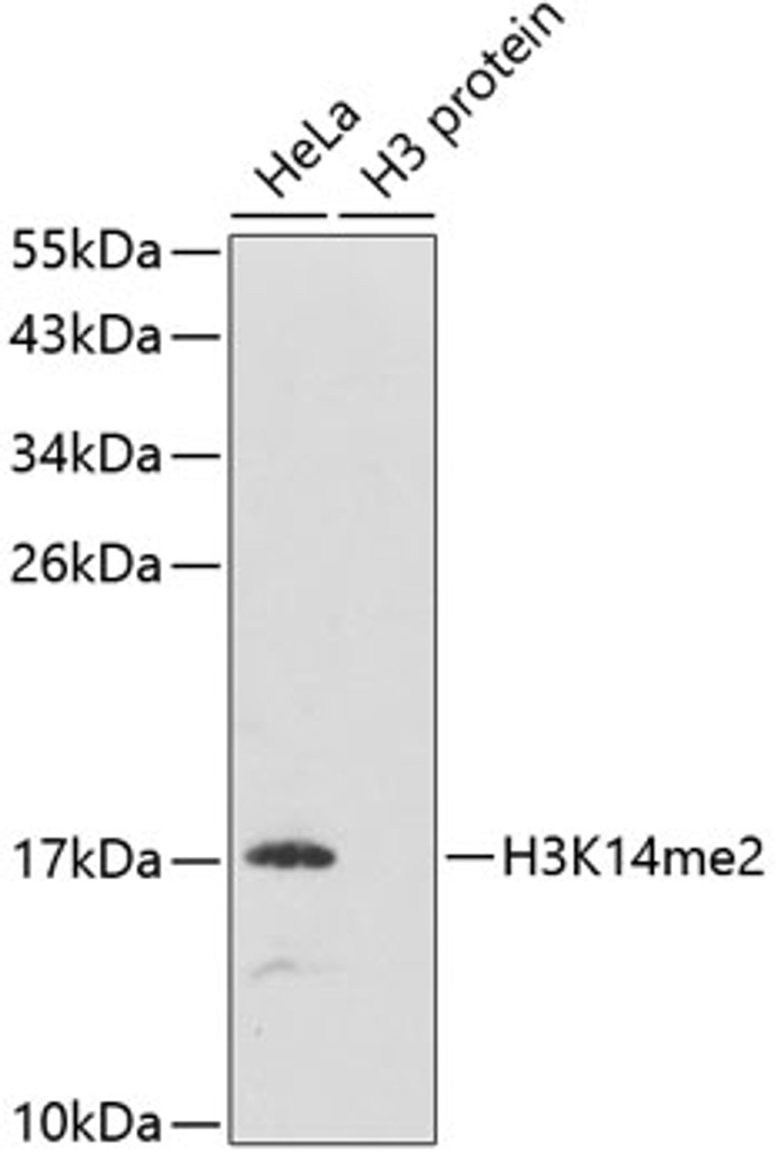 Western blot analysis of extracts of various cell lines using DiMethyl-Histone H3-K14 Polyclonal Antibody.