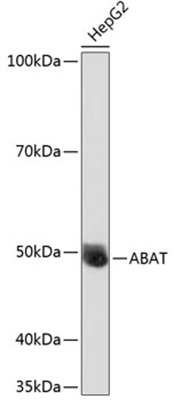 Western blot analysis of extracts of HepG2 cells using ABAT Polyclonal Antibody at dilution of 1:1000.