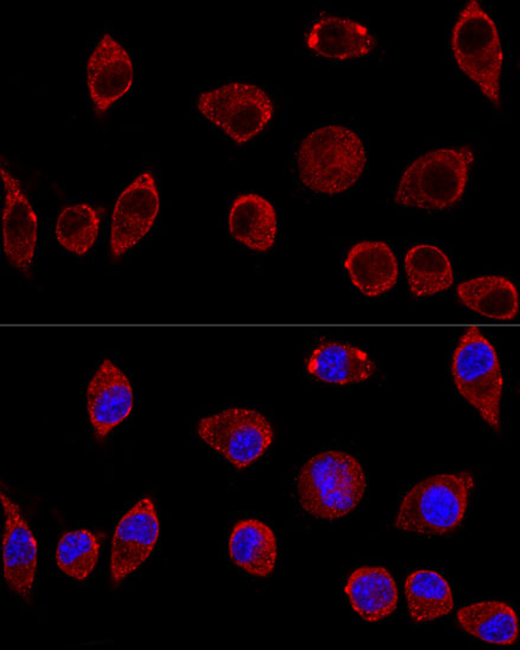 Confocal immunofluorescence analysis of L929 cells using DAO Polyclonal Antibody at dilution of  1:100. Blue: DAPI for nuclear staining.