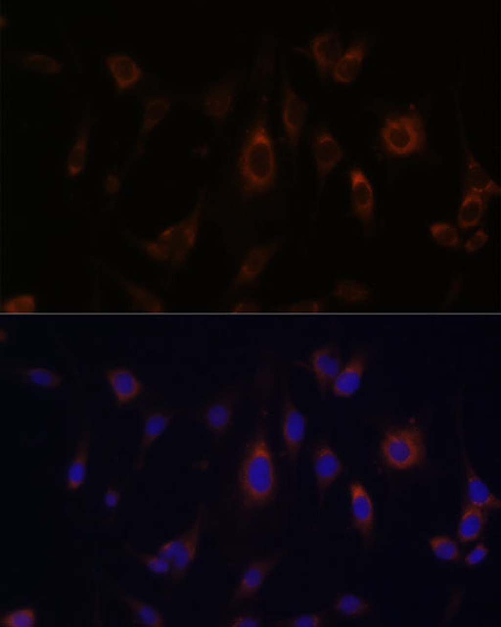 Immunofluorescence analysis of C6 cells using GLRX Polyclonal Antibody at dilution of  1:100. Blue: DAPI for nuclear staining.