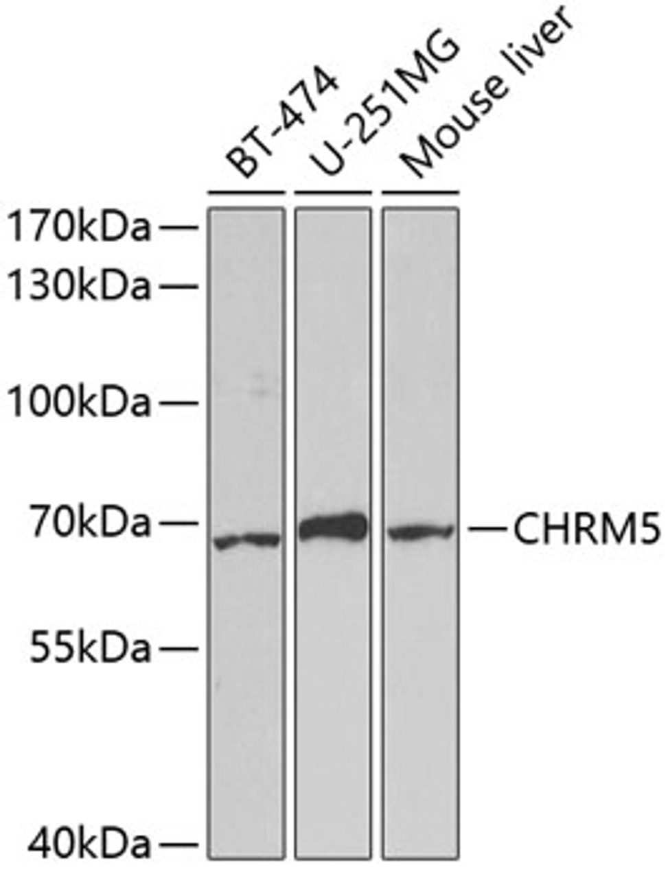 Western blot analysis of extracts of various cell lines using CHRM5 Polyclonal Antibody at dilution of 1:1000.