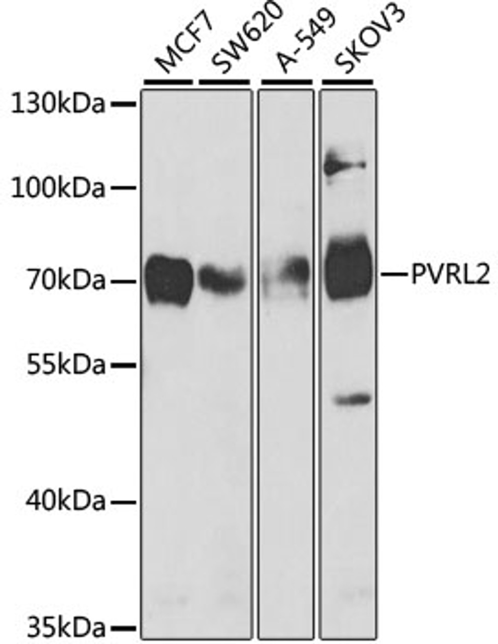 Western blot analysis of extracts of various cell lines using Nectin 2/CD112 Polyclonal Antibody at dilution of 1:1000.