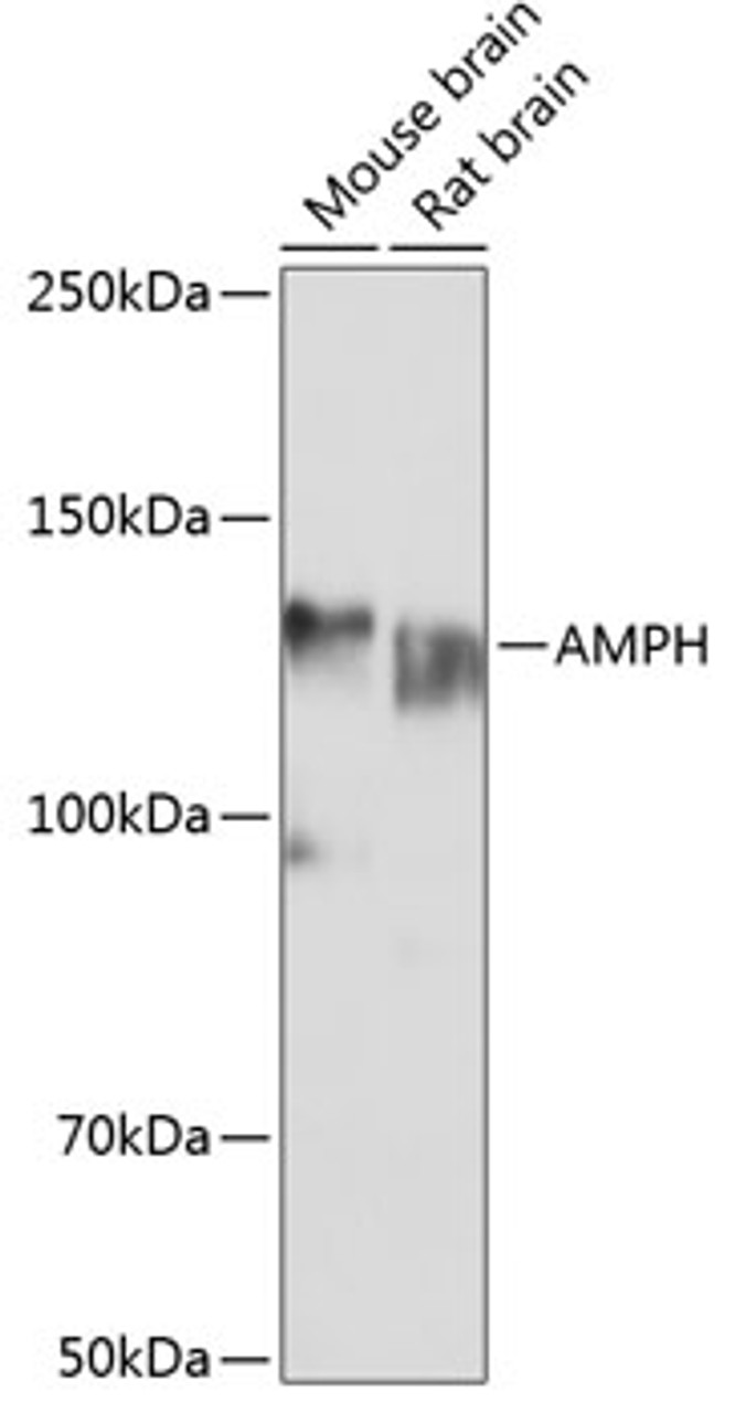 Western blot analysis of extracts of various cell lines using AMPH Polyclonal Antibody at dilution of 1:1000.