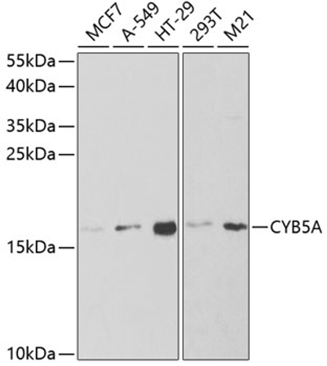 Western blot analysis of extracts of various cell lines using CYB5A Polyclonal Antibody at dilution of 1:1000.