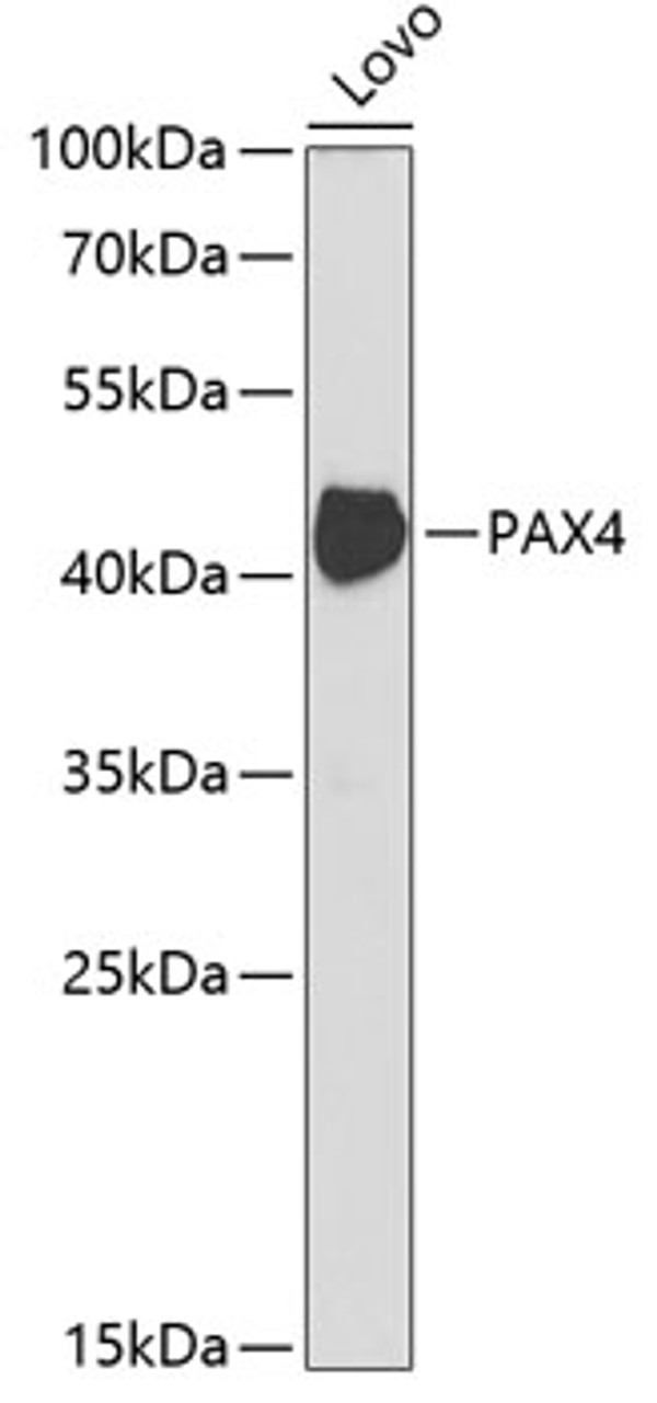 Western blot analysis of extracts of Lovo cells using PAX4 Polyclonal Antibody at dilution of 1:1000.