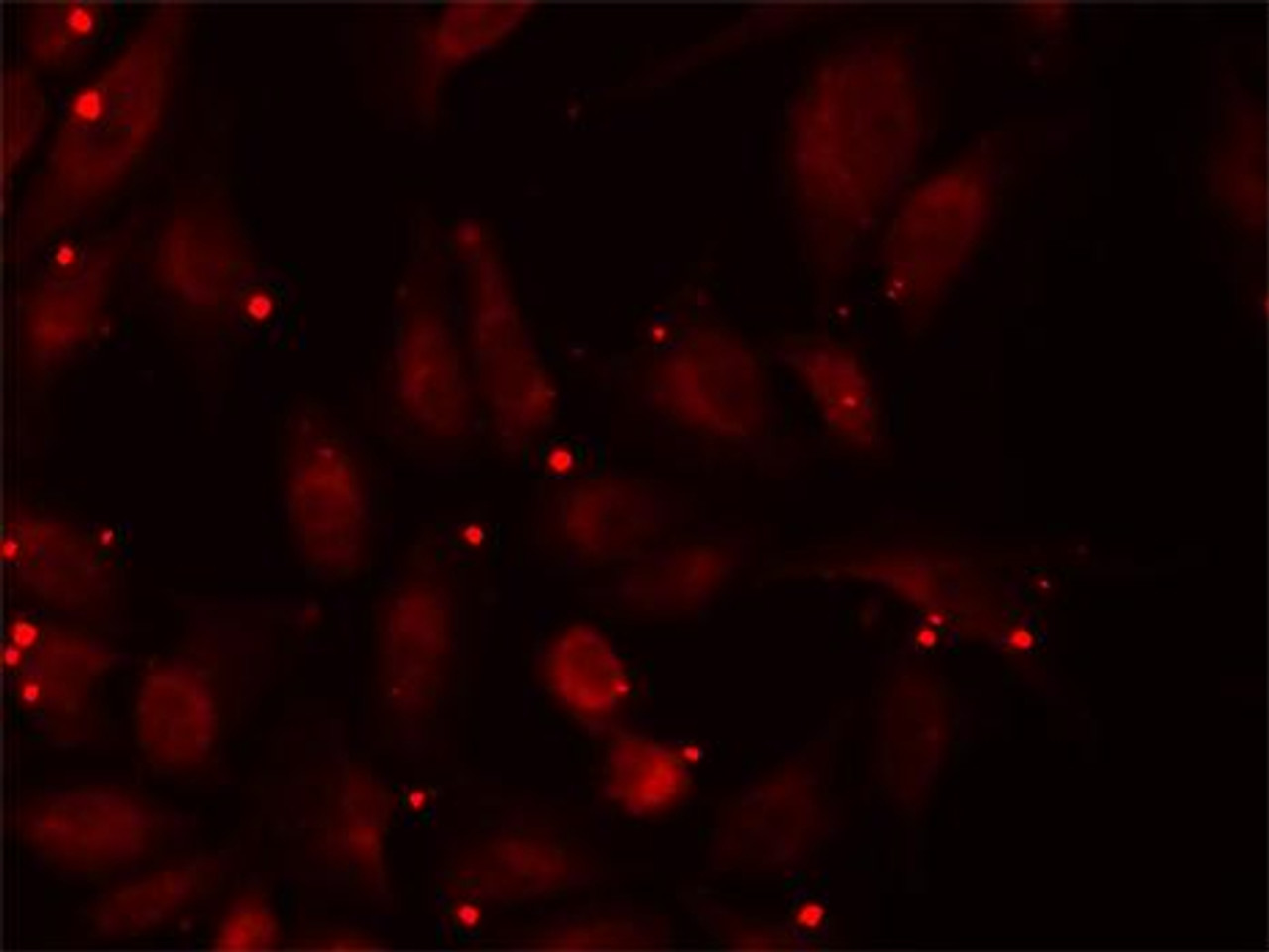 Immunofluorescence analysis of U2OS cells using PCCB Polyclonal Antibody