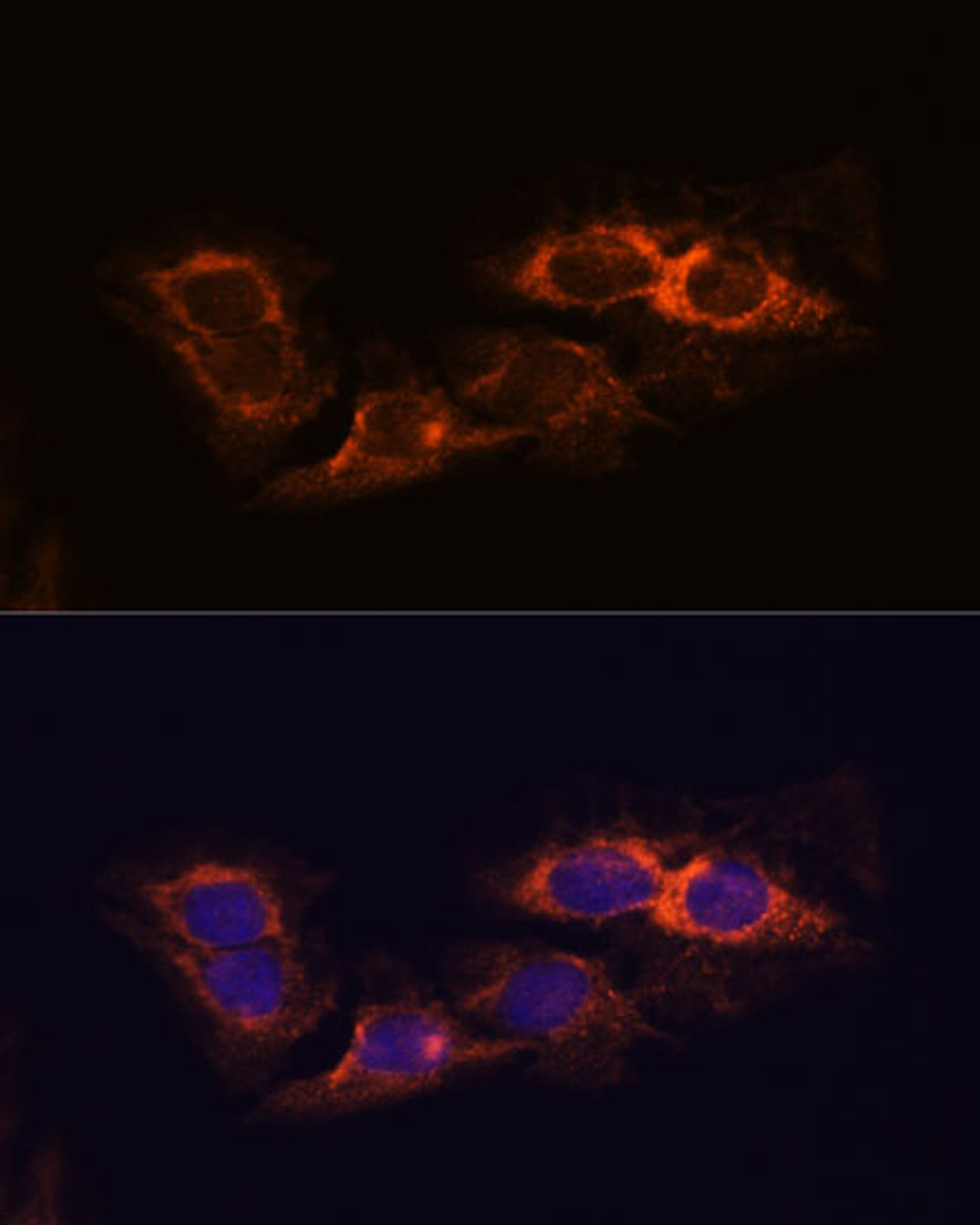 Immunofluorescence analysis of C6 cells using RIP3 Polyclonal Antibody at dilution of  1:100. Blue: DAPI for nuclear staining.