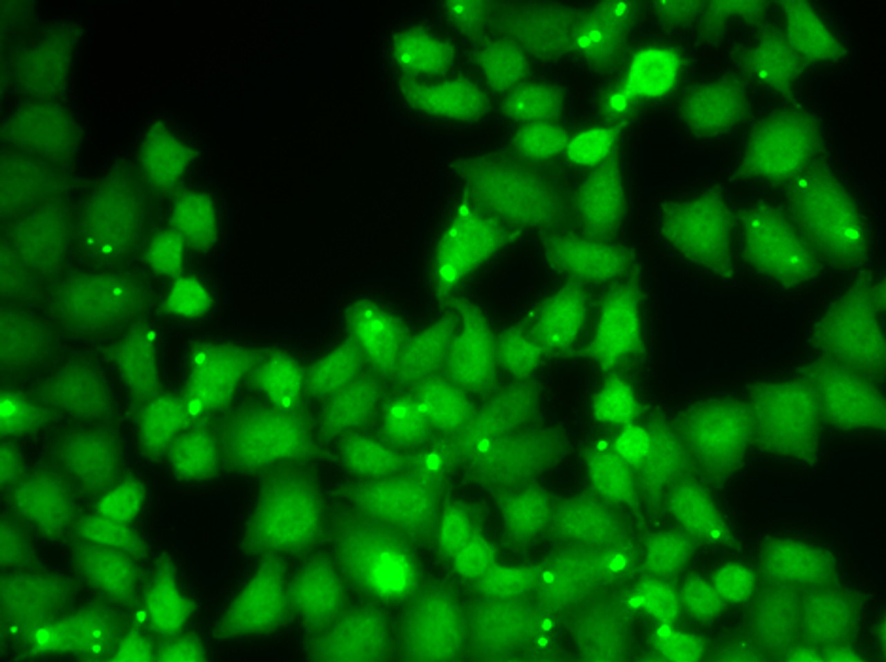 Immunofluorescence analysis of HeLa cells using EIF3E Polyclonal Antibody