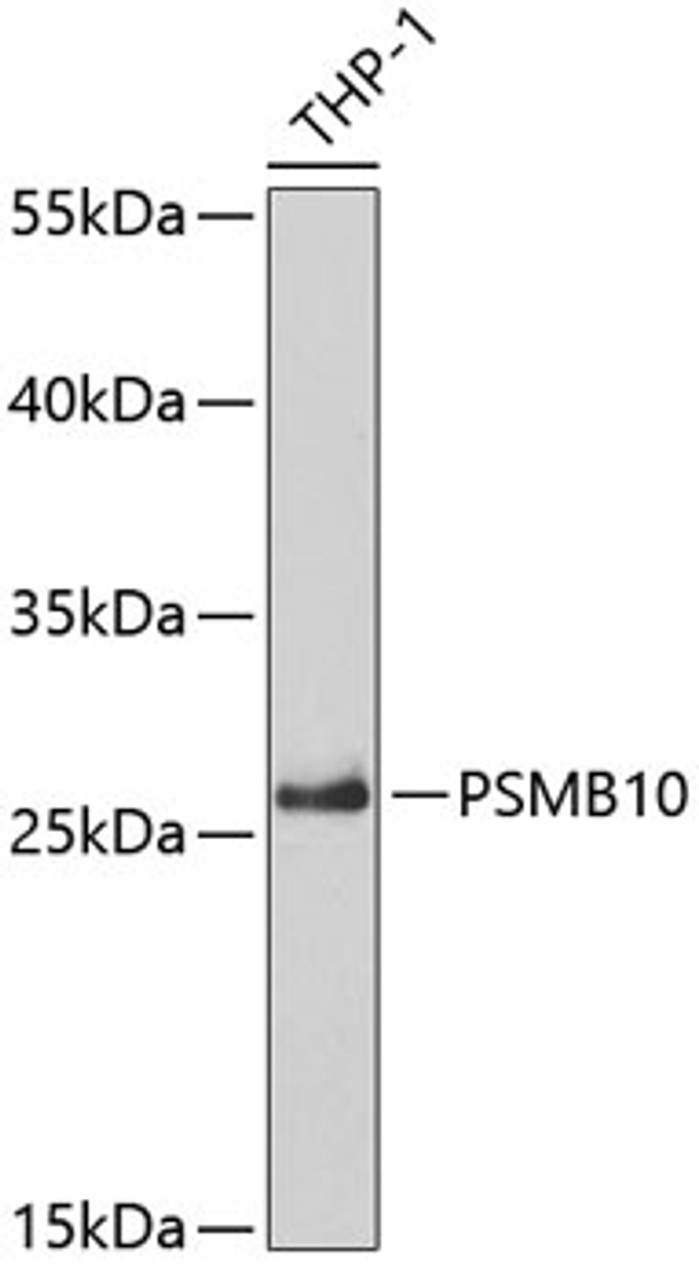 Western blot analysis of extracts of THP-1 cells using PSMB10 Polyclonal Antibody at dilution of 1:5000.