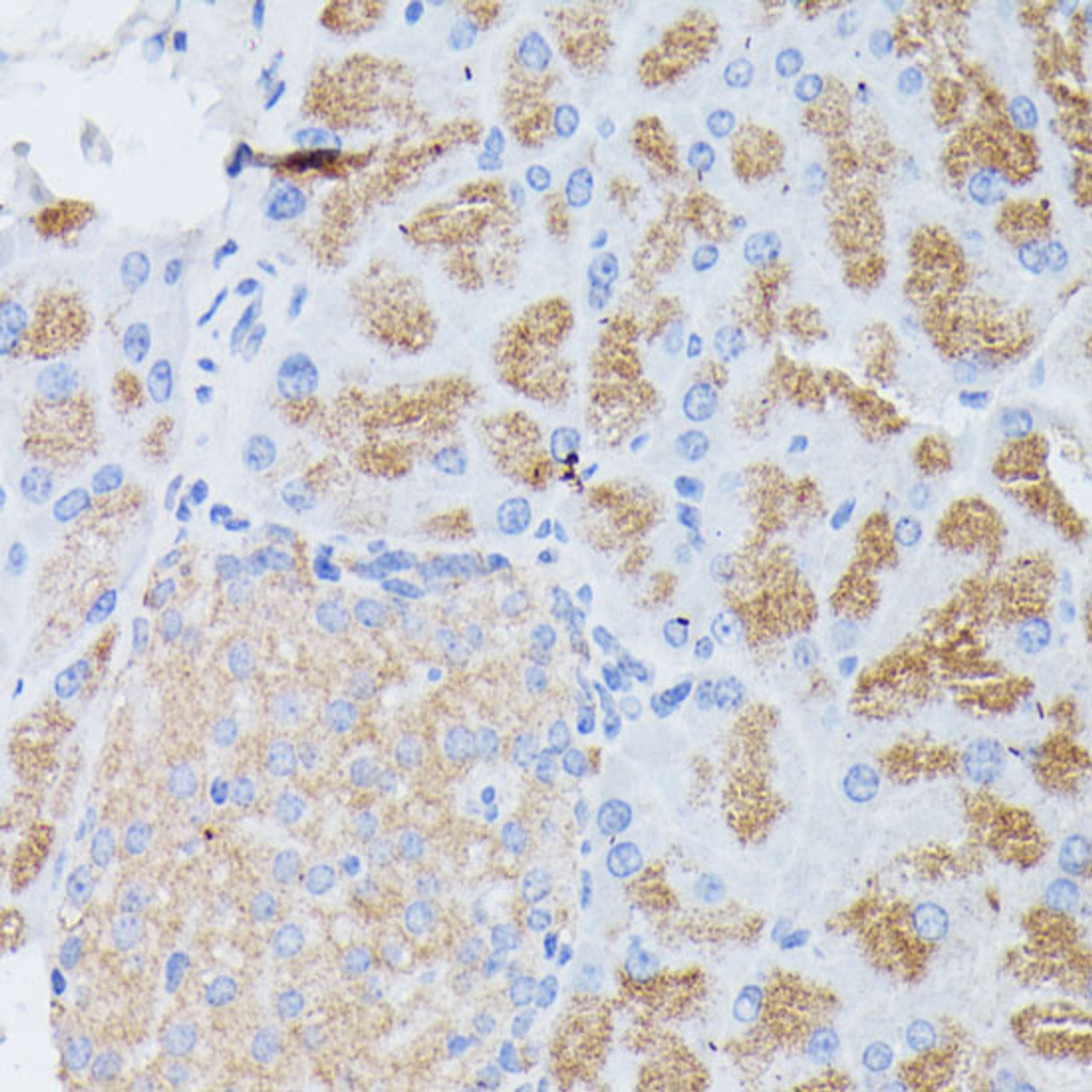 Immunohistochemistry of paraffin-embedded Mouse pancreas using PLA2G1B Polyclonal Antibody at dilution of  1:100 (40x lens).