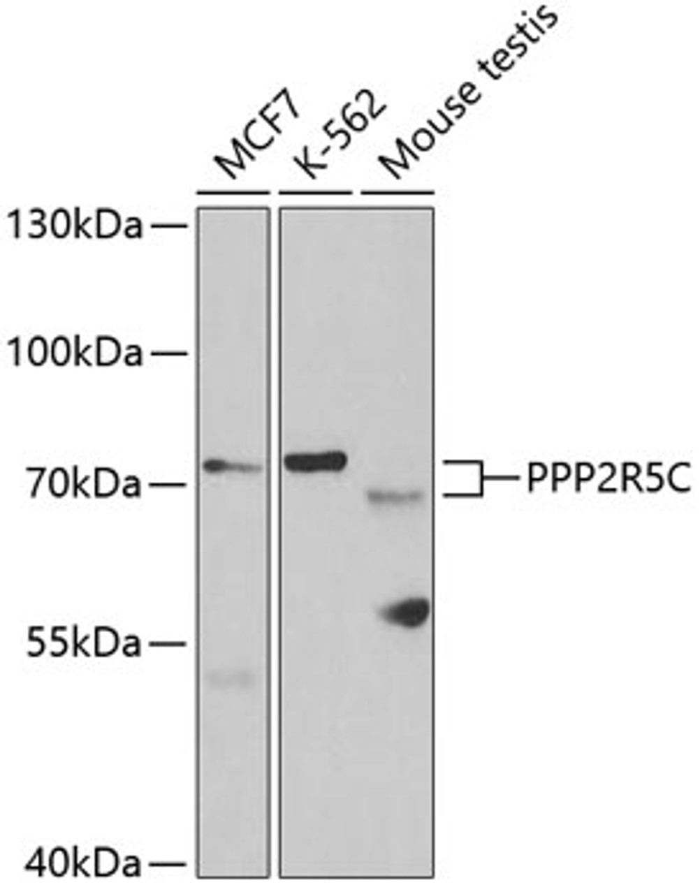 Western blot analysis of extracts of various cell lines using PPP2R5C Polyclonal Antibody at dilution of 1:1000.