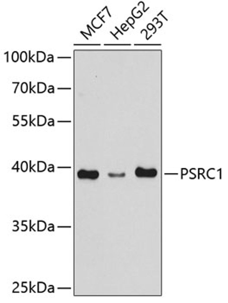 Western blot analysis of extracts of various cell lines using PSRC1 Polyclonal Antibody at dilution of 1:1000.