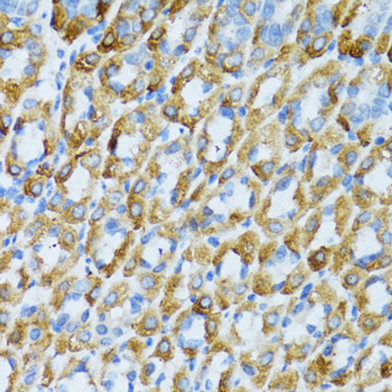 Immunohistochemistry of paraffin-embedded Mouse stomach using PSRC1 Polyclonal Antibody at dilution of  1:100 (40x lens).