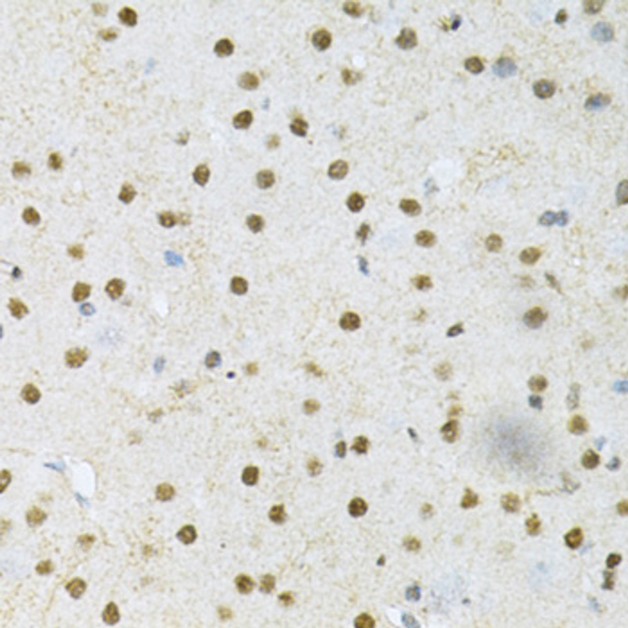 Immunohistochemistry of paraffin-embedded Mouse brain using SNRPE Polyclonal Antibody at dilution of  1:200 (40x lens).