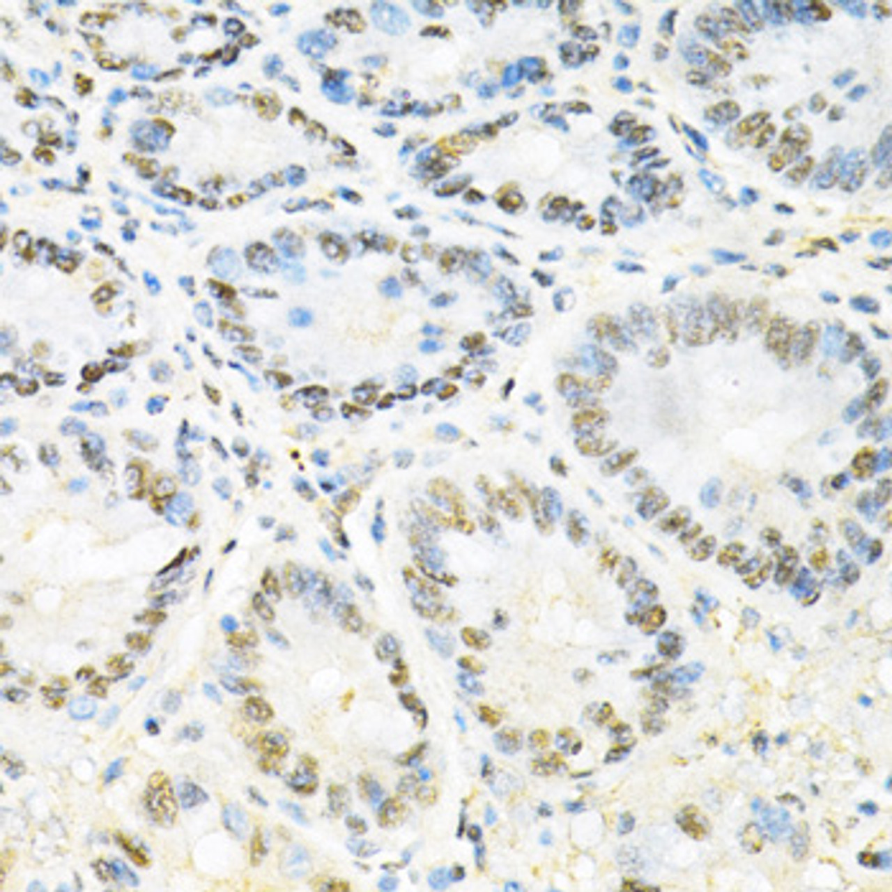 Immunohistochemistry of paraffin-embedded Mouse stomach using SNRPE Polyclonal Antibody at dilution of  1:200 (40x lens).