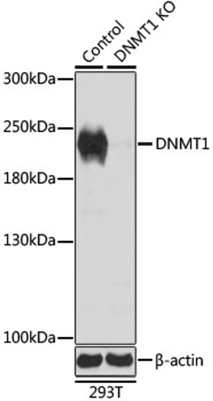 Western blot analysis of extracts from normal (control) and DNMT1 knockout (KO) 293T cells using DNMT1 Polyclonal Antibody at dilution of 1:1000.