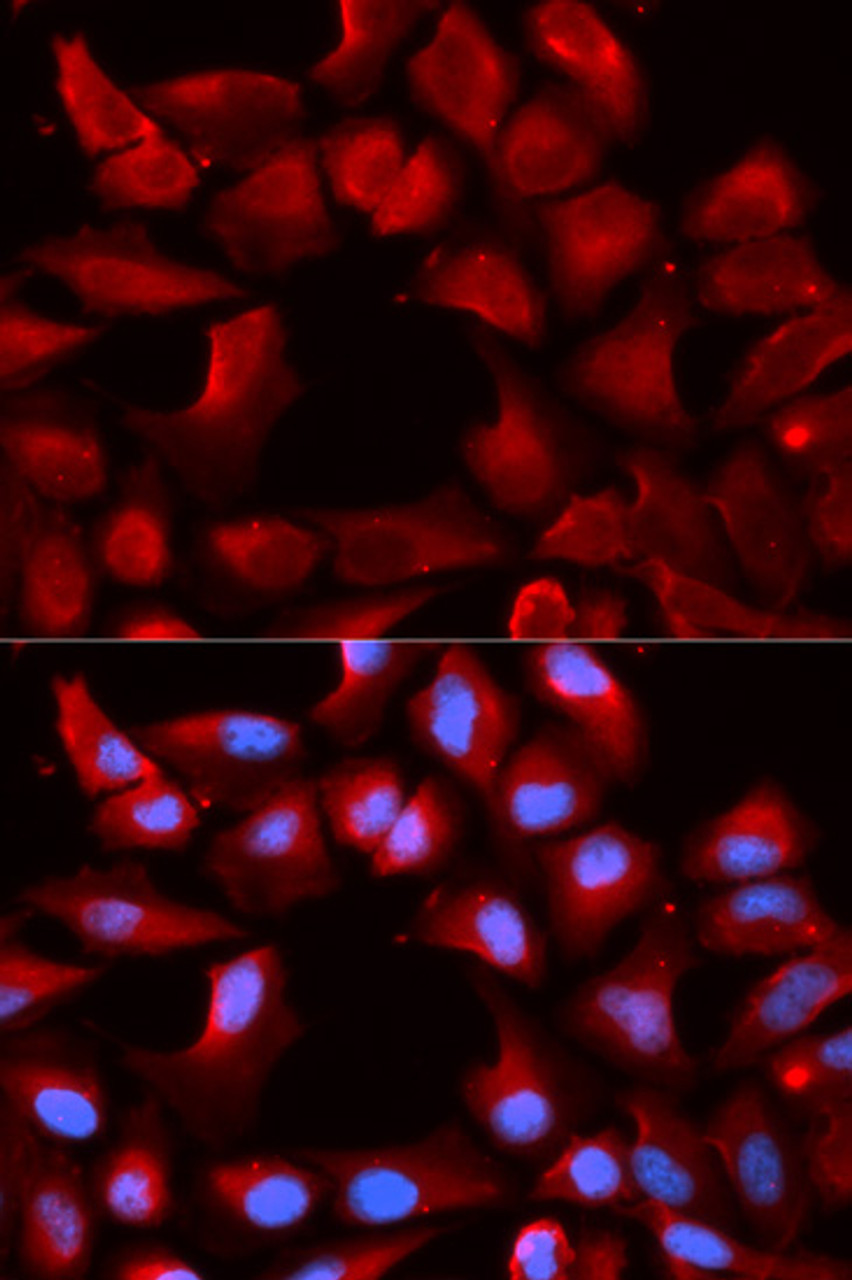 Immunofluorescence analysis of U2OS cells using DNAJB1 Polyclonal Antibody