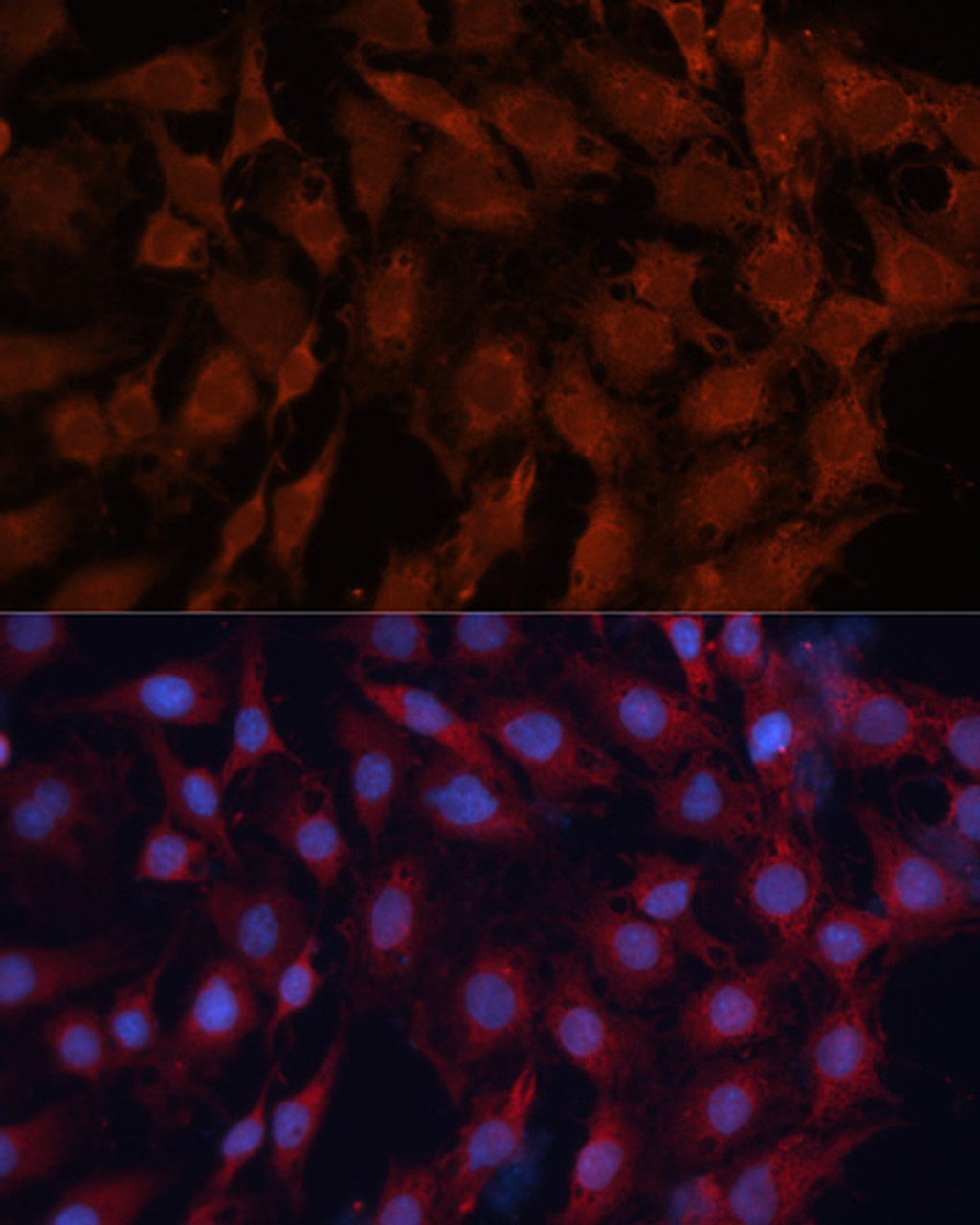 Immunofluorescence analysis of C6 cells using DNAJB1 Polyclonal Antibody at dilution of  1:100. Blue: DAPI for nuclear staining.