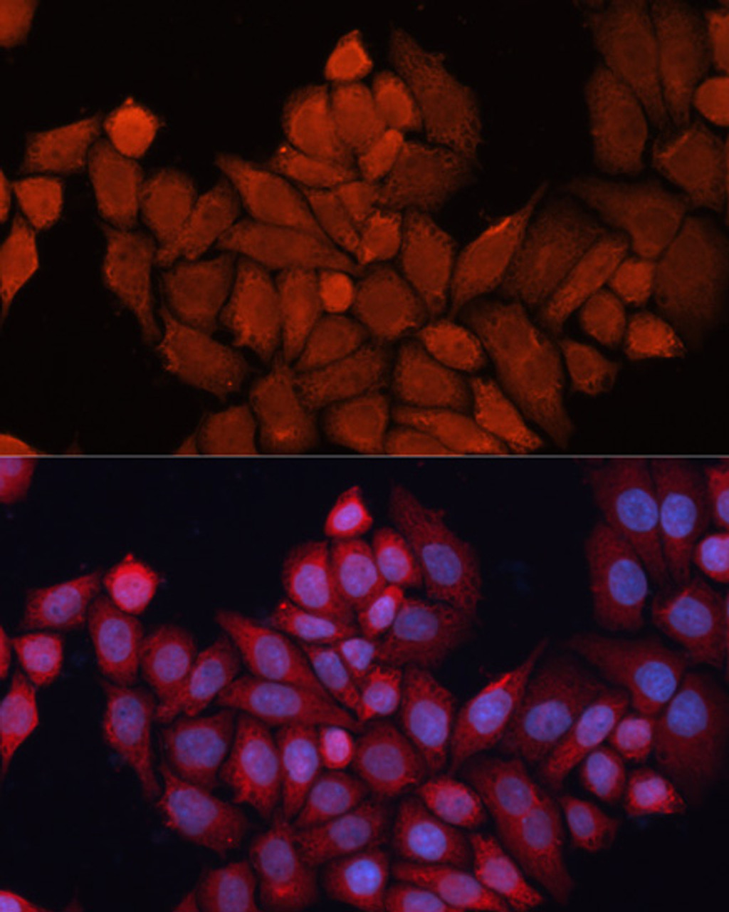 Immunofluorescence analysis of HeLa cells using DNAJB1 Polyclonal Antibody at dilution of  1:100. Blue: DAPI for nuclear staining.