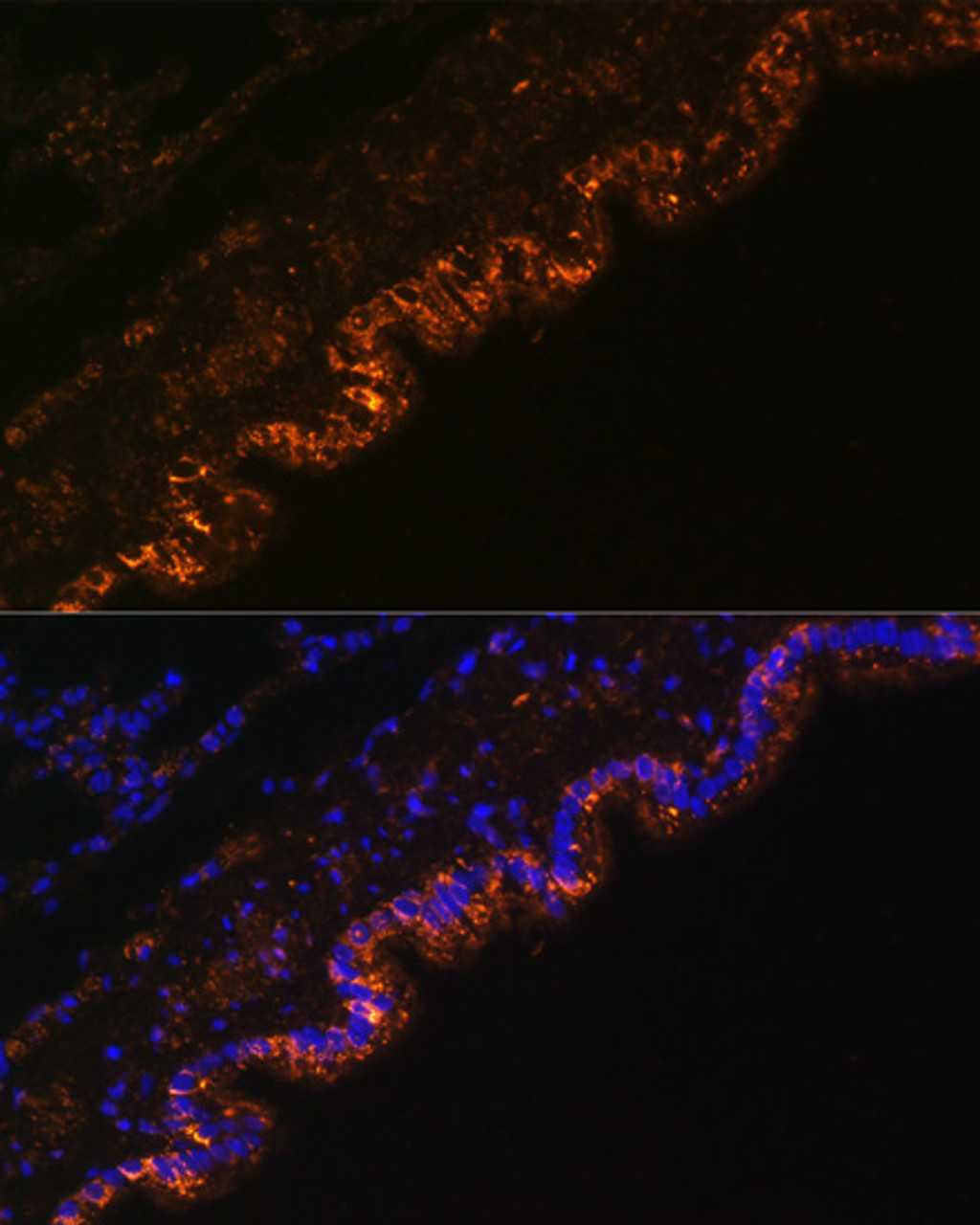 Immunofluorescence analysis of Rat lung cells using SCNN1A Polyclonal Antibody at dilution of  1:100. Blue: DAPI for nuclear staining.