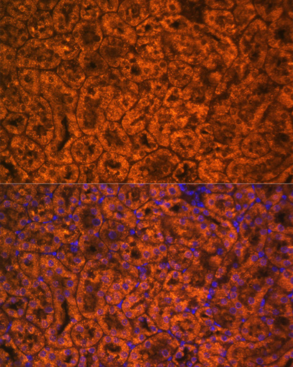 Immunofluorescence analysis of Mouse kidney cells using SCNN1A Polyclonal Antibody at dilution of  1:100. Blue: DAPI for nuclear staining.
