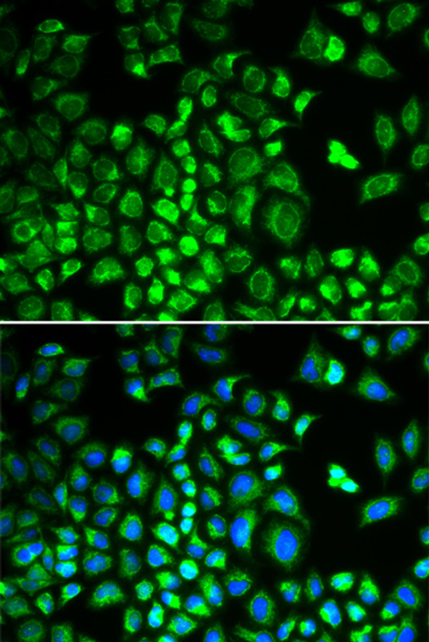 Immunofluorescence analysis of A549 cells using HAX1 Polyclonal Antibody