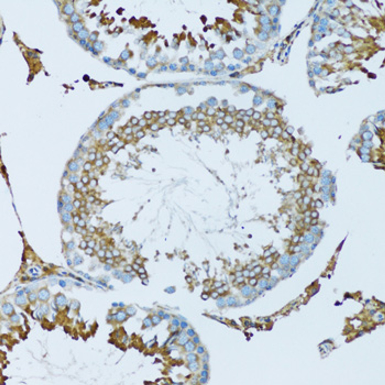 Immunohistochemistry of paraffin-embedded Mouse testis using HPX Polyclonal Antibody at dilution of  1:100 (20x lens).