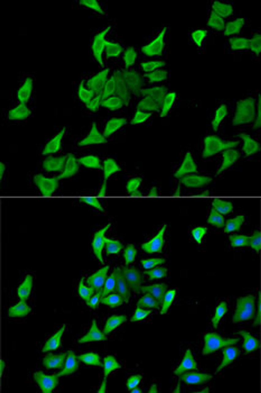 Immunofluorescence analysis of U2OS cells using HPX Polyclonal Antibody