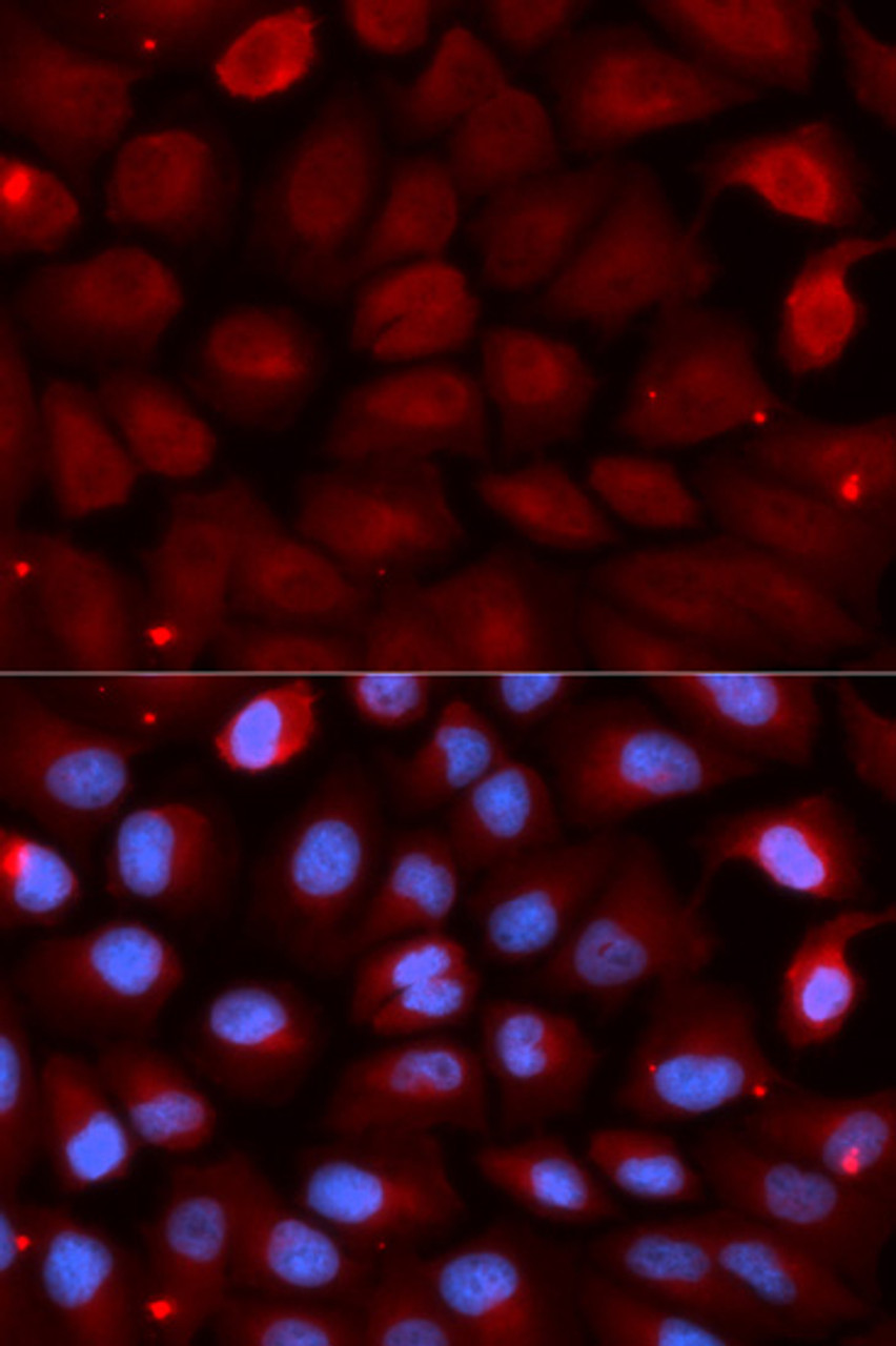 Immunofluorescence analysis of U2OS cells using FMR1 Polyclonal Antibody