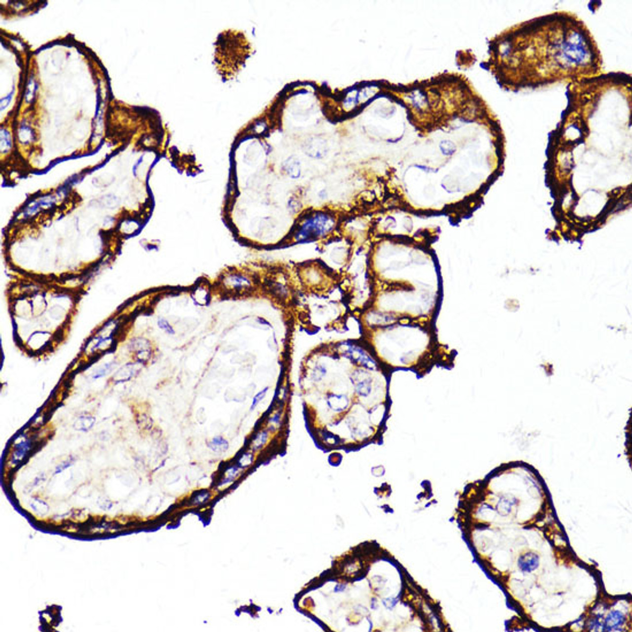 Immunohistochemistry of paraffin-embedded Human placenta using MME Polyclonal Antibody at dilution of  1:100 (40x lens).