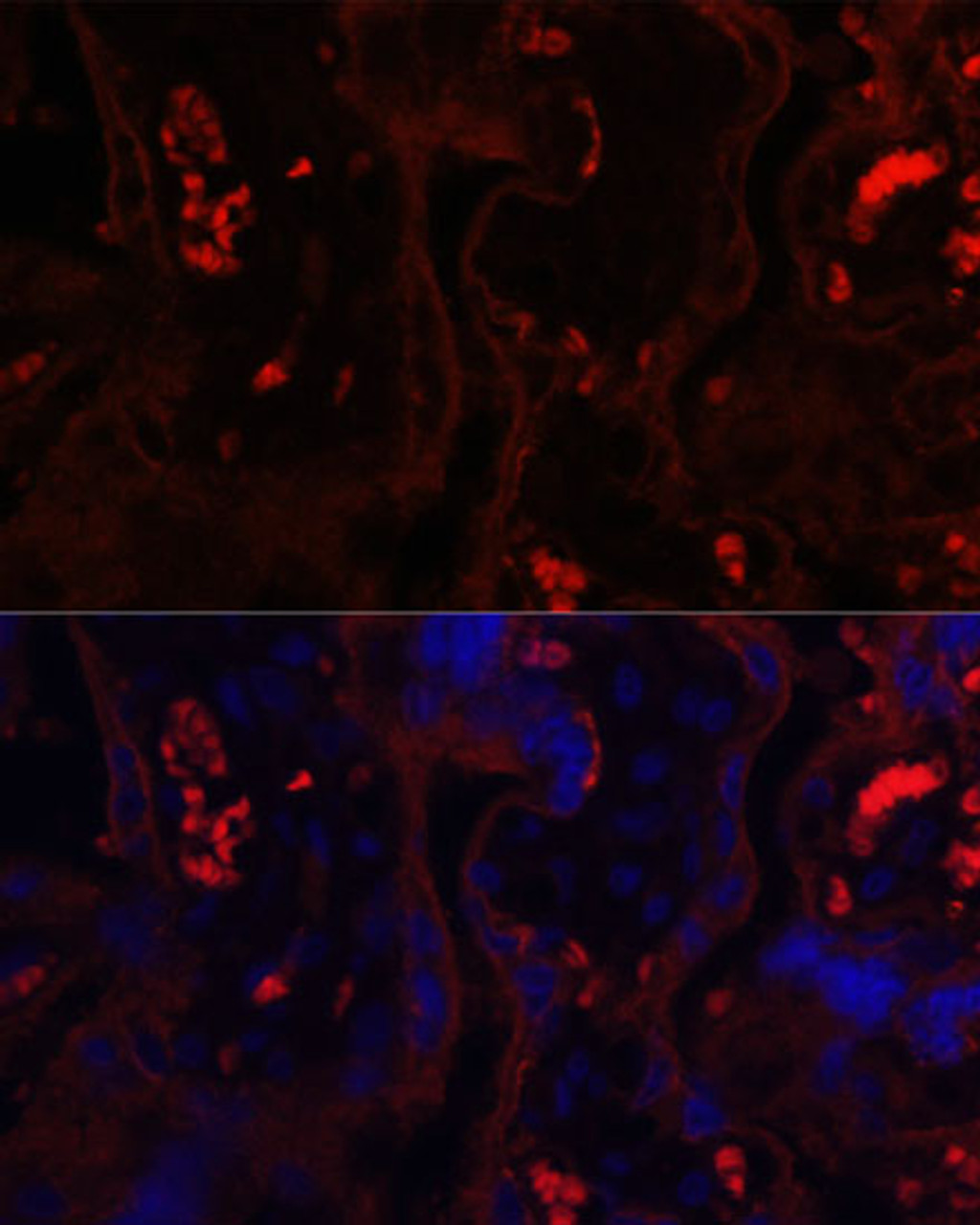 Immunofluorescence analysis of Human placenta using MME Polyclonal Antibody at dilution of  1:100. Blue: DAPI for nuclear staining.