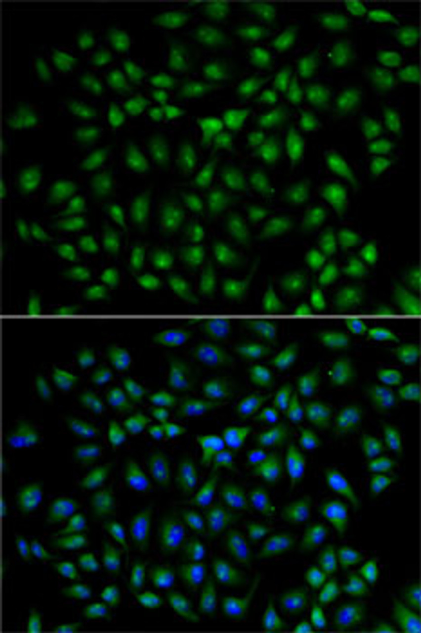 Immunofluorescence analysis of U2OS cells using RBPJ Polyclonal Antibody