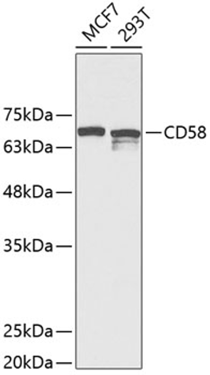 Western blot analysis of extracts of various cell lines using CD58 Polyclonal Antibody at dilution of 1:1000.