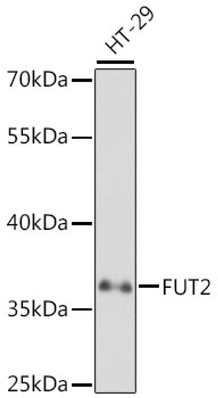 Western blot analysis of extracts of HT-29 cells using FUT2 Polyclonal Antibody at dilution of 1:1000.