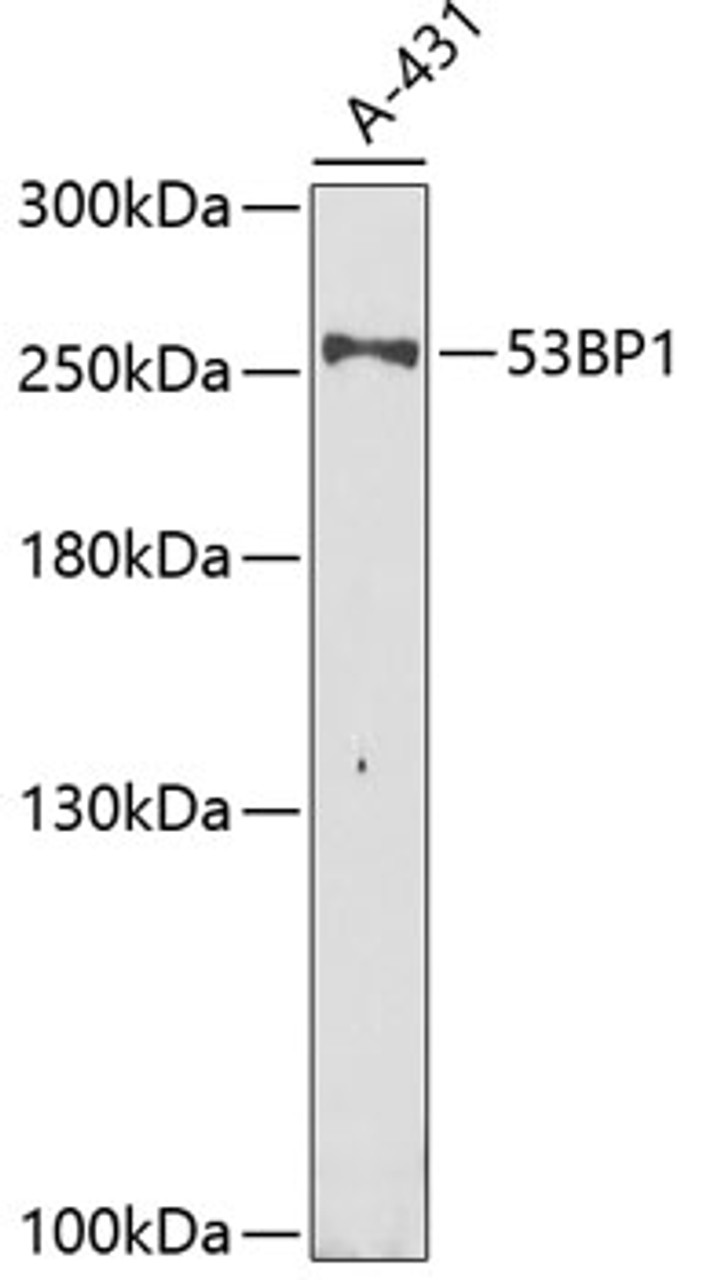 Western blot analysis of extracts of A-431 cells using 53BP1 Polyclonal Antibody at dilution of 1:1000.