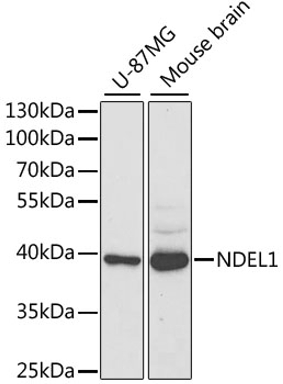 Western blot analysis of extracts of various cell lines using NDEL1 Polyclonal Antibody at dilution of 1:1000.