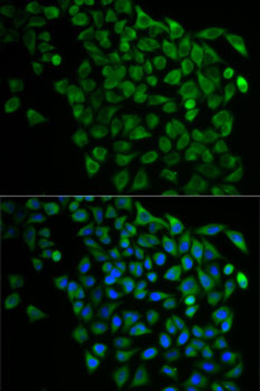 Immunofluorescence analysis of U2OS cells using NDEL1 Polyclonal Antibody
