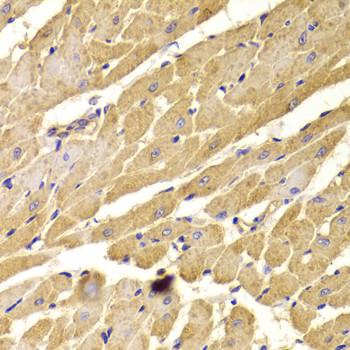 Immunohistochemistry of paraffin-embedded Rat heart using PEX5 Polyclonal Antibody at dilution of  1:100 (40x lens).