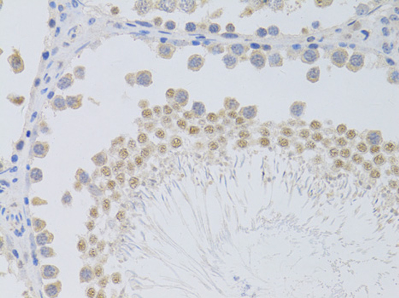 Immunohistochemistry of paraffin-embedded Rat testis using PHC1 Polyclonal Antibody at dilution of  1:100 (40x lens).