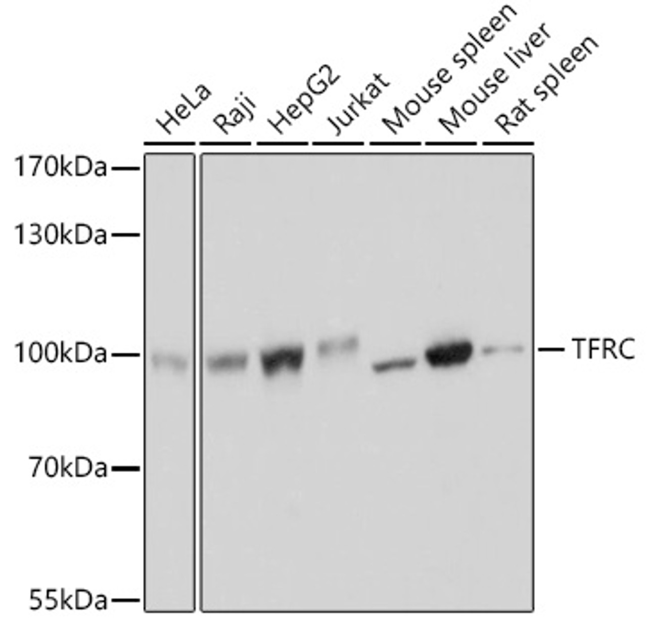 Western blot analysis of extracts of various cell lines using TFRC Polyclonal Antibody at dilution of 1:3000.