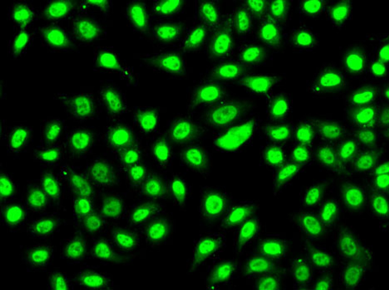 Immunofluorescence analysis of A-549 cells using SF3B2 Polyclonal Antibody